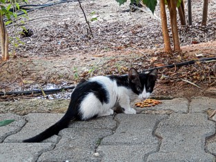 Alanya Deckblatt Foto Friedhofskatzen