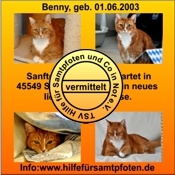 Benny vermittelt