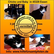 Chicko und Baby vermittelt