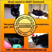 Dinah vermittelt