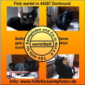 Floh vermittelt