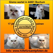 Gismo vermittelt