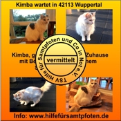 Kimba vermittelt