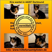 Kira vermittelt