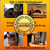 Kitty vermittelt