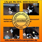 Lilly vermittelt