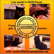 Lisa vermittelt