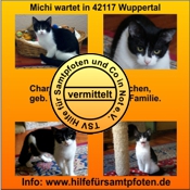 Michi vermittelt