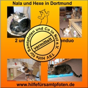 Nala und Hexe vermittelt klein