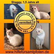 Shaggy vermittelt klein