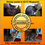 Shirley vermittelt