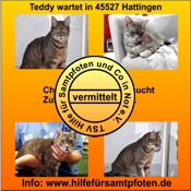 Teddy vermittelt