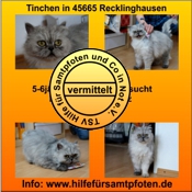 Tinchen vermittelt