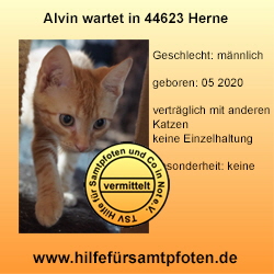 Alvin Collage vermittelt