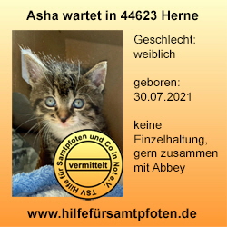 Asha vermittelt