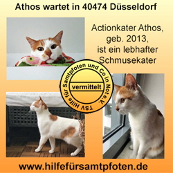 Athos Collage vermittelt