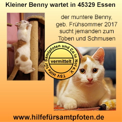 BennyCollage vermittelt