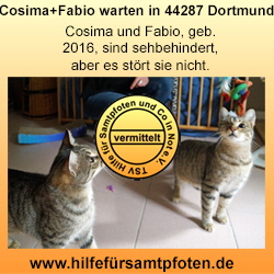 Cosima und Fabio Collage vermittelt