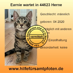 Earnie Collage - vermittelt