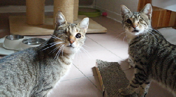 FAbio und Cosima klein