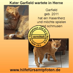 Garfield Collage vermittelt-neu4