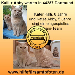 Kalli und Abby vermittelt