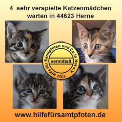 R-Kitten Collage vermittelt