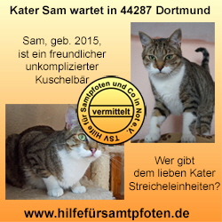 Sam Collage vermittelt