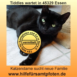 Tiddles Collage vermittelt